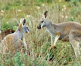 Kangaroo 9L10D-20
